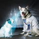 Illustration for article titled May the 4th be with these animals dressed as iStar Wars/i characters